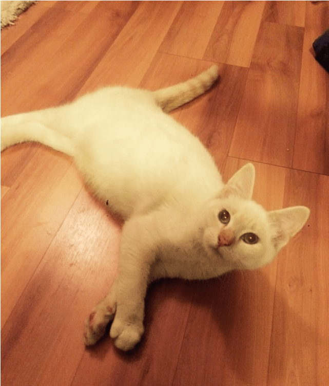 Kaitlyn Adopted Into A Forever Home - Asian (800x750), Png Download