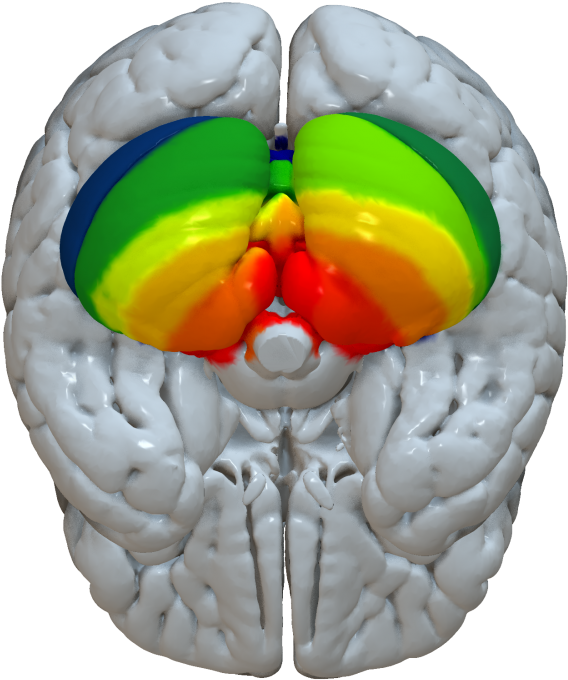 Buckner Functional Cerebellar Parcellation - Cerebellum Segmentation Using Freesurfer (997x1030), Png Download