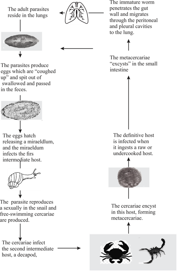 Data Sources\513975-18 - Silhouette (590x906), Png Download