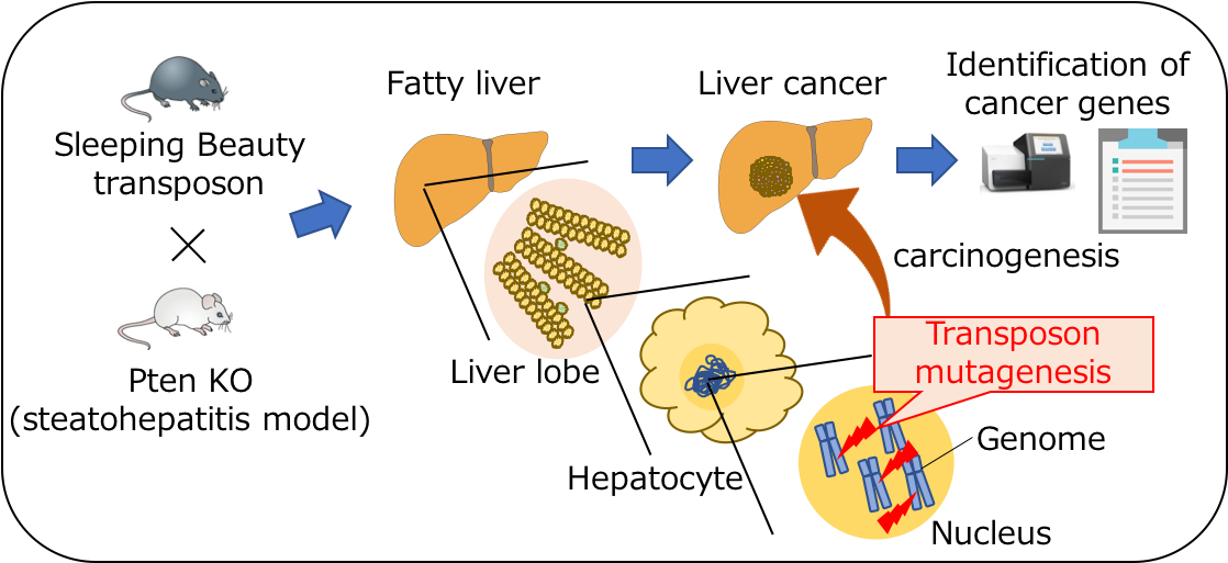 And The Development Of Hcc In Nafld” Says Kodama - Sleeping Beauty Screen Gene (1128x522), Png Download