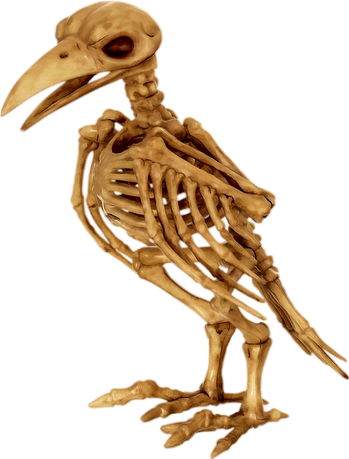 Tube Halloween - Crazy Bonez Skeleton Raven (495x650), Png Download