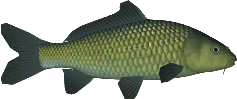 Koi Variants 44 - Carp (756x756), Png Download