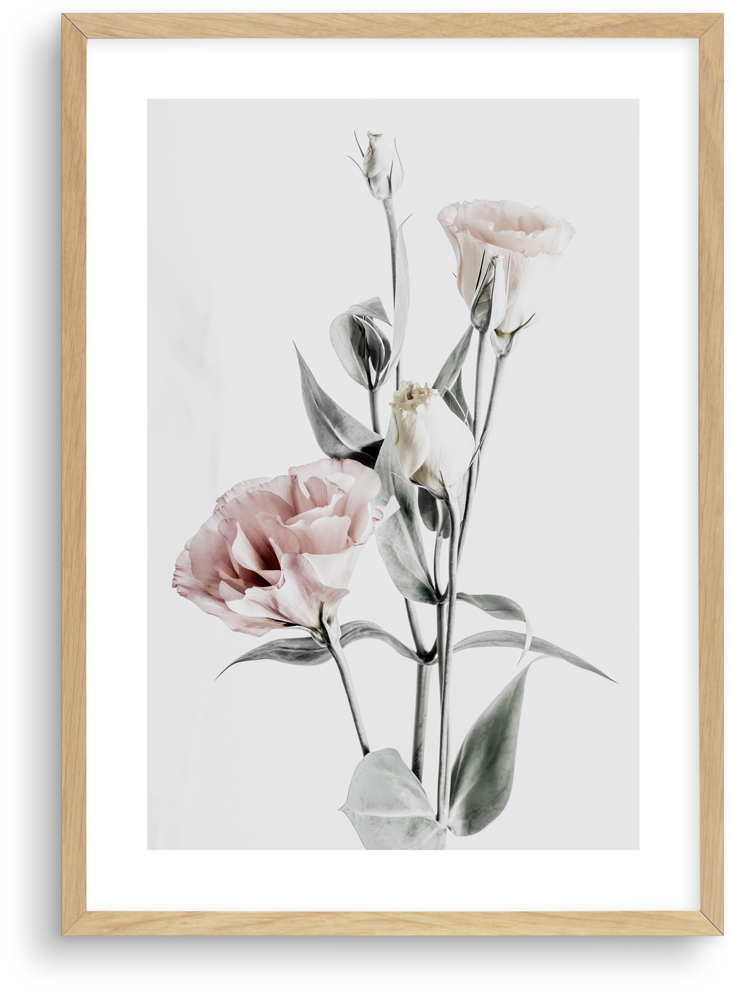 Pink Lisianthus No Iv Pink Lisianthus No Iv - Prairie Gentian (1874x2336), Png Download