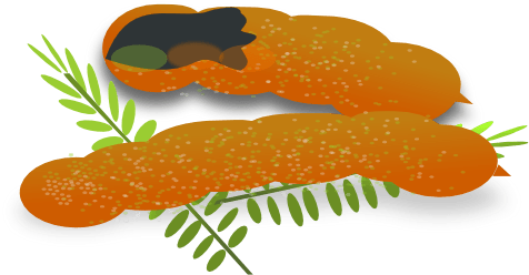 Clip Arts Related To - Tamarind Clipart (504x316), Png Download