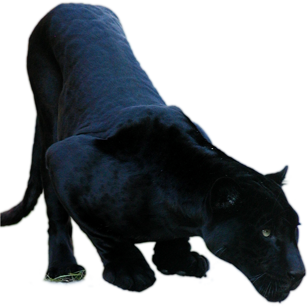 Png Imges Free Download - Jaguar (1200x1600), Png Download