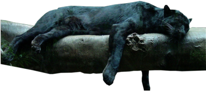 Black Jaguar [ Img] - Black Panther In The Jungle (400x300), Png Download