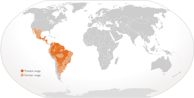 Jaguars In Nature - World Map (660x340), Png Download