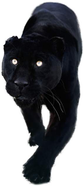 Go To Image - Transparent Black Panther Cat Png (500x750), Png Download