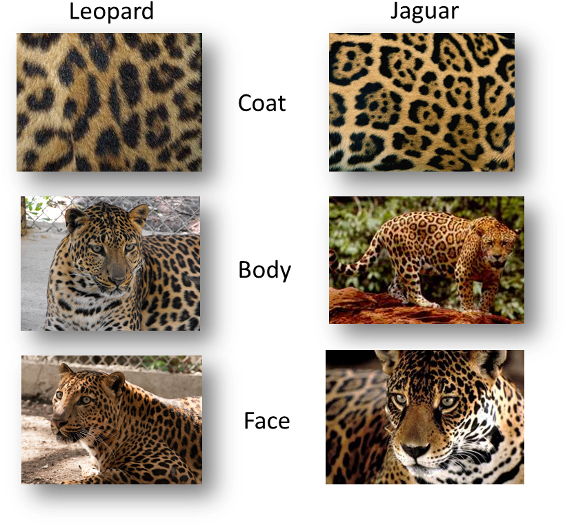 Leopard Or Jaguar - What's The Difference Between A Jaguar (833x789), Png Download