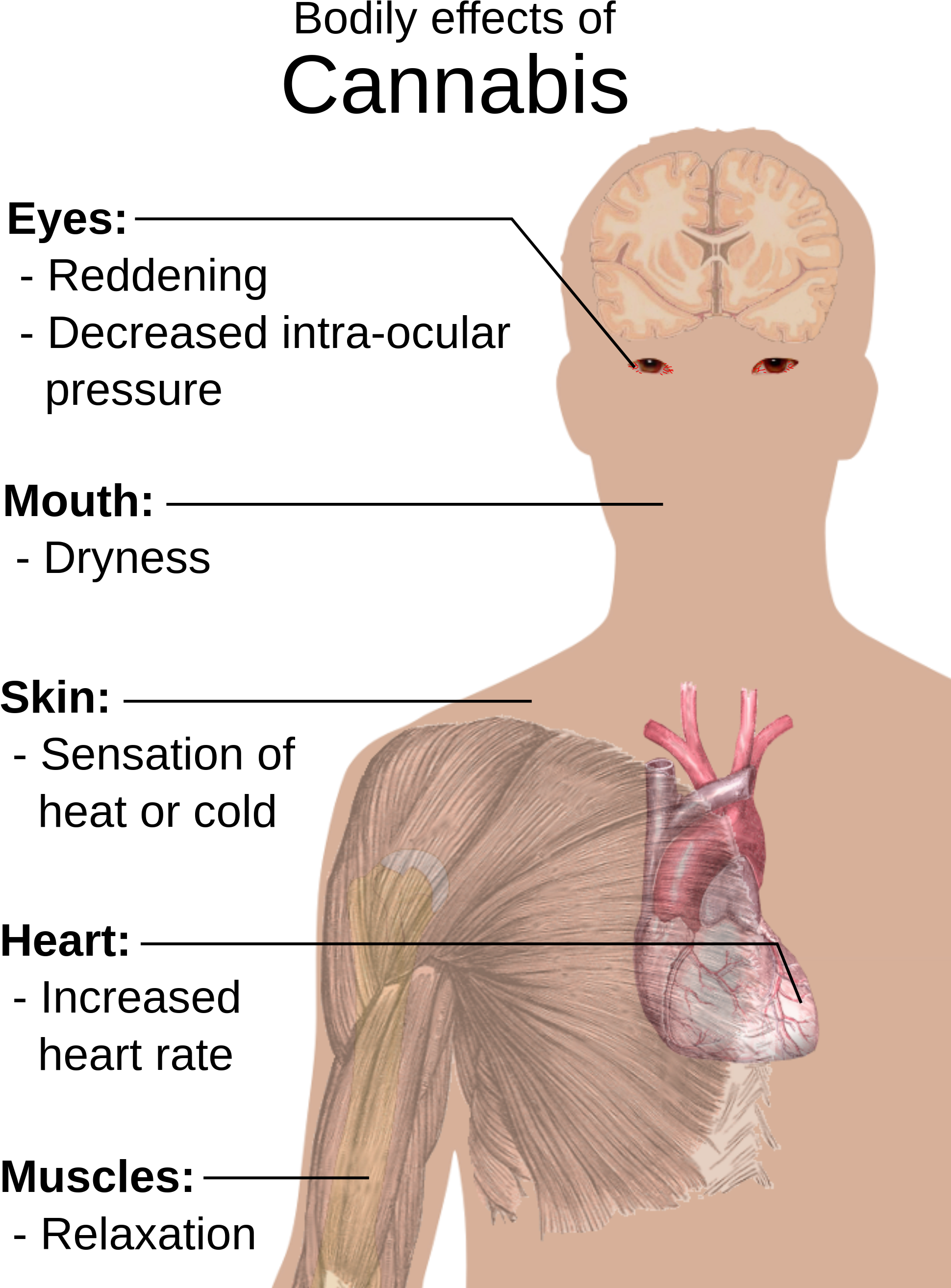 Effects Of Marijuana Cannabis-3 - Effects Of Barbiturates (2000x2681), Png Download