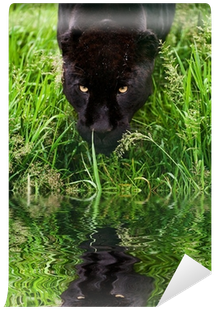 Black Jaguar Panthera Onca Prowling Through Long Grass - Daughter Of The Jaguar: The Treasure Of Sierra Madre (400x400), Png Download