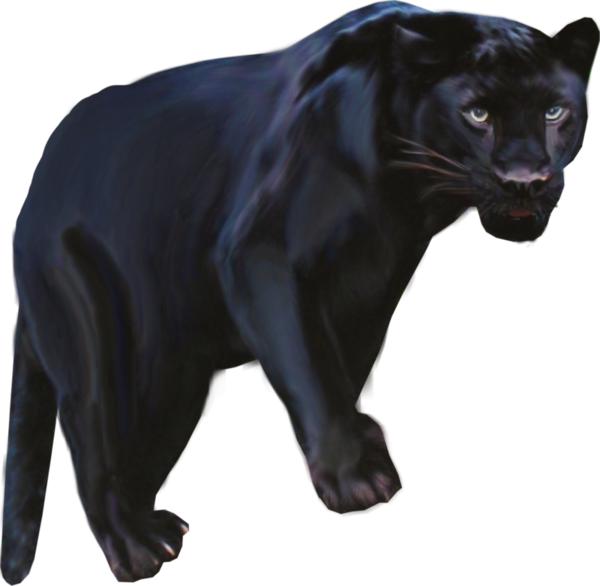 Pantera Animal Png Clipart Black Panther Leopard Jaguar - Black Panther Animal Png (600x586), Png Download