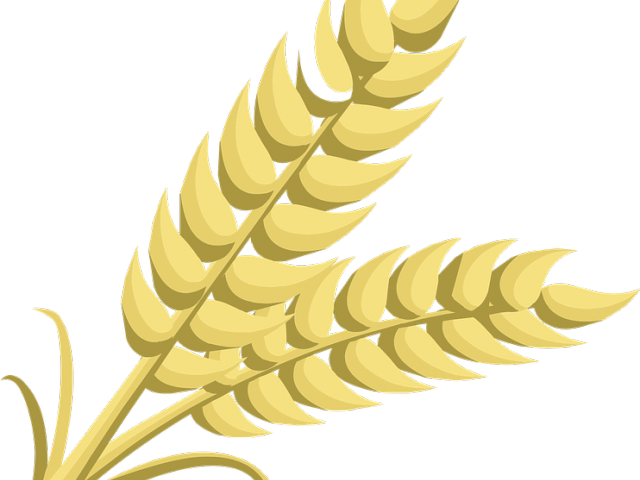 Wheat Clipart Transparent Background - Wheat Clipart (640x480), Png Download