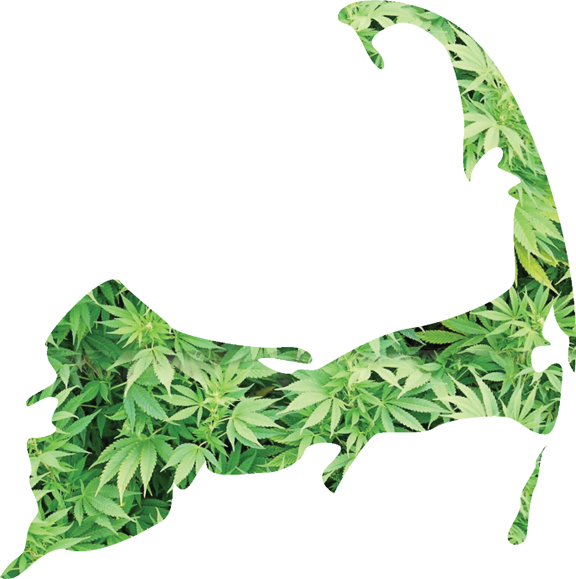 Cape Cod Cannabis Network - Mask (2039x2054), Png Download