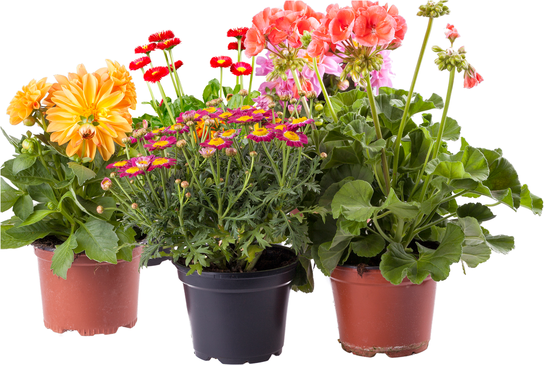 Select Your Plants Pots - Pot Flowers Plants Png (1115x1000), Png Download