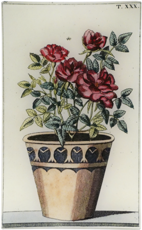 Potted Rose Potted Rose - Flowerpot (500x500), Png Download