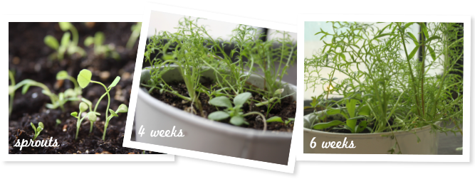 Once Sturdy Plants Appear, Water As Needed - Katy Perry Prism Flowers (670x258), Png Download