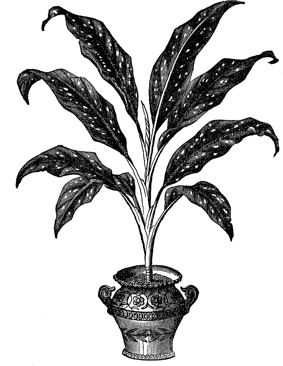 Potted Plant Image - Graphics (1232x1600), Png Download