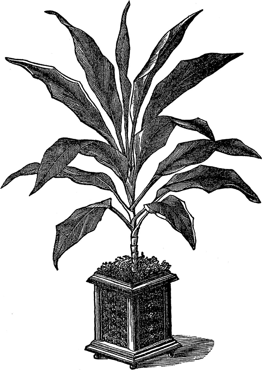 Digital Potted Plant Downloads - Plants (1186x1600), Png Download