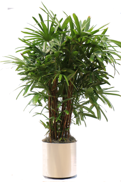 The Gallery For > Tall Indoor Plant Png - Parlor Palm Tree (600x600), Png Download