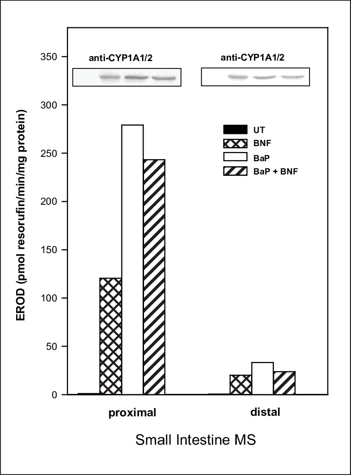 The Effect Of Bnf, Bap And Both These Compounds On - Diagram (719x972), Png Download