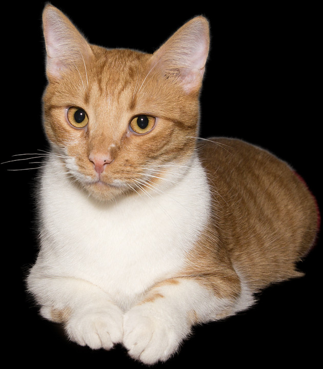 Png Images - Cat (630x720), Png Download