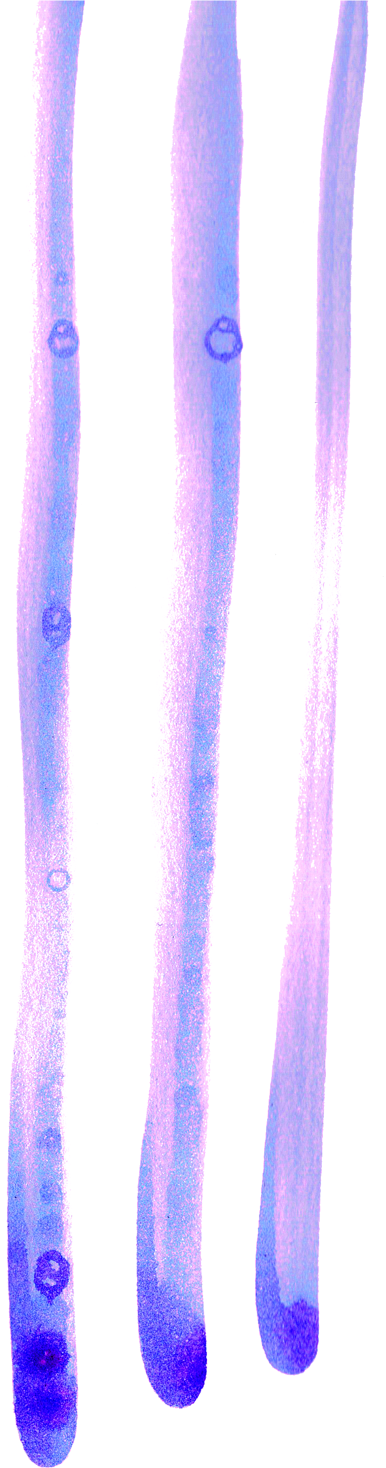 Using Imperfect Action To Shift Your Mindset - Purple (1069x3315), Png Download