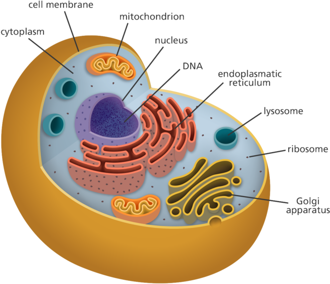 All Of My Organelles Including The Cytoplasm, Mitochondria, - Organelle Biology (700x606), Png Download