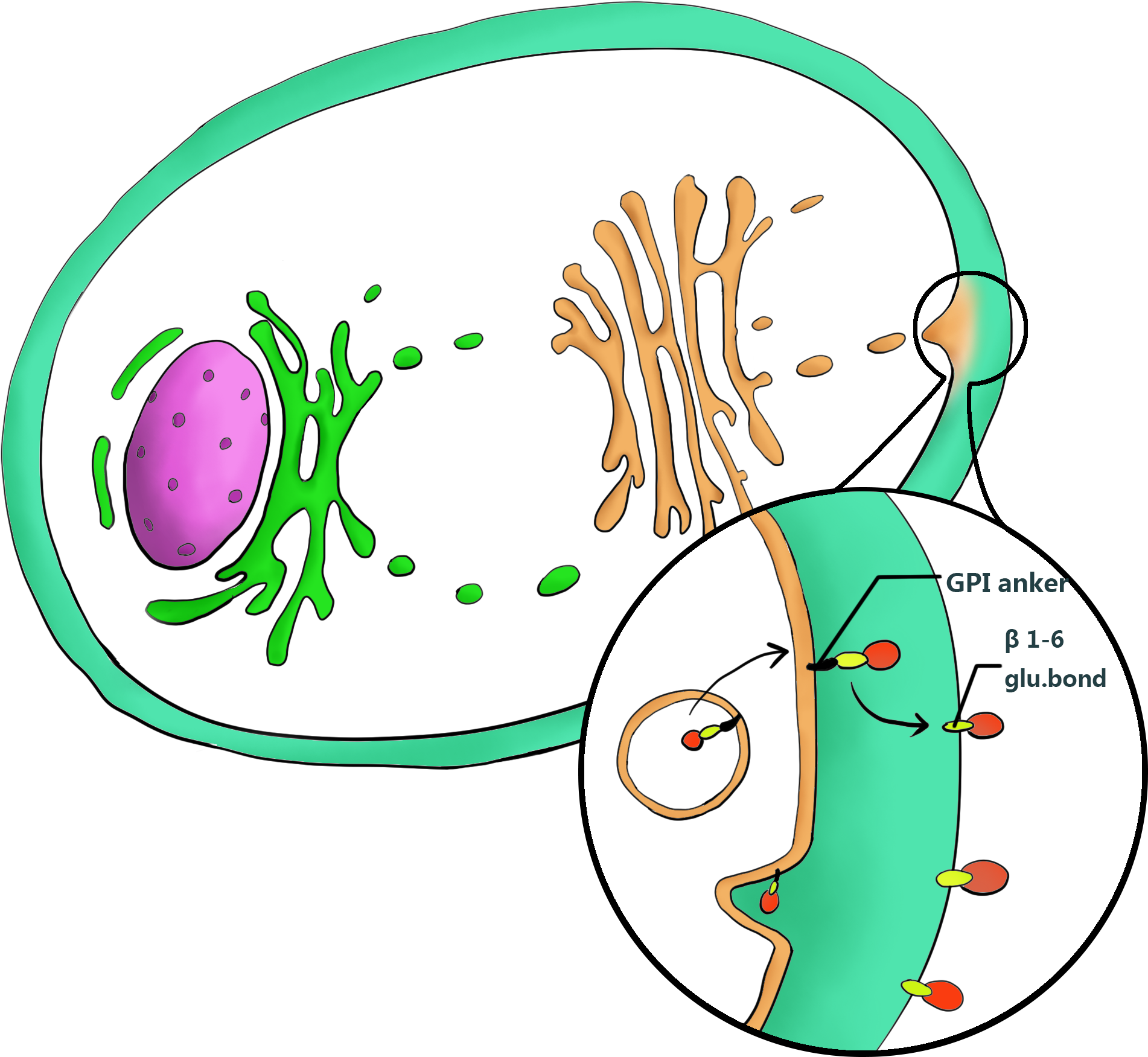 During The Secretion Progress, The Signal Peptide Will - Cell (2264x2044), Png Download
