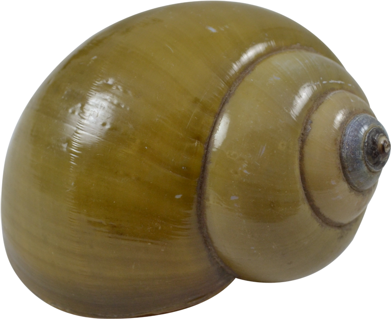 Green Land Snail Shell 2.5-2.75" (1100x1100), Png Download