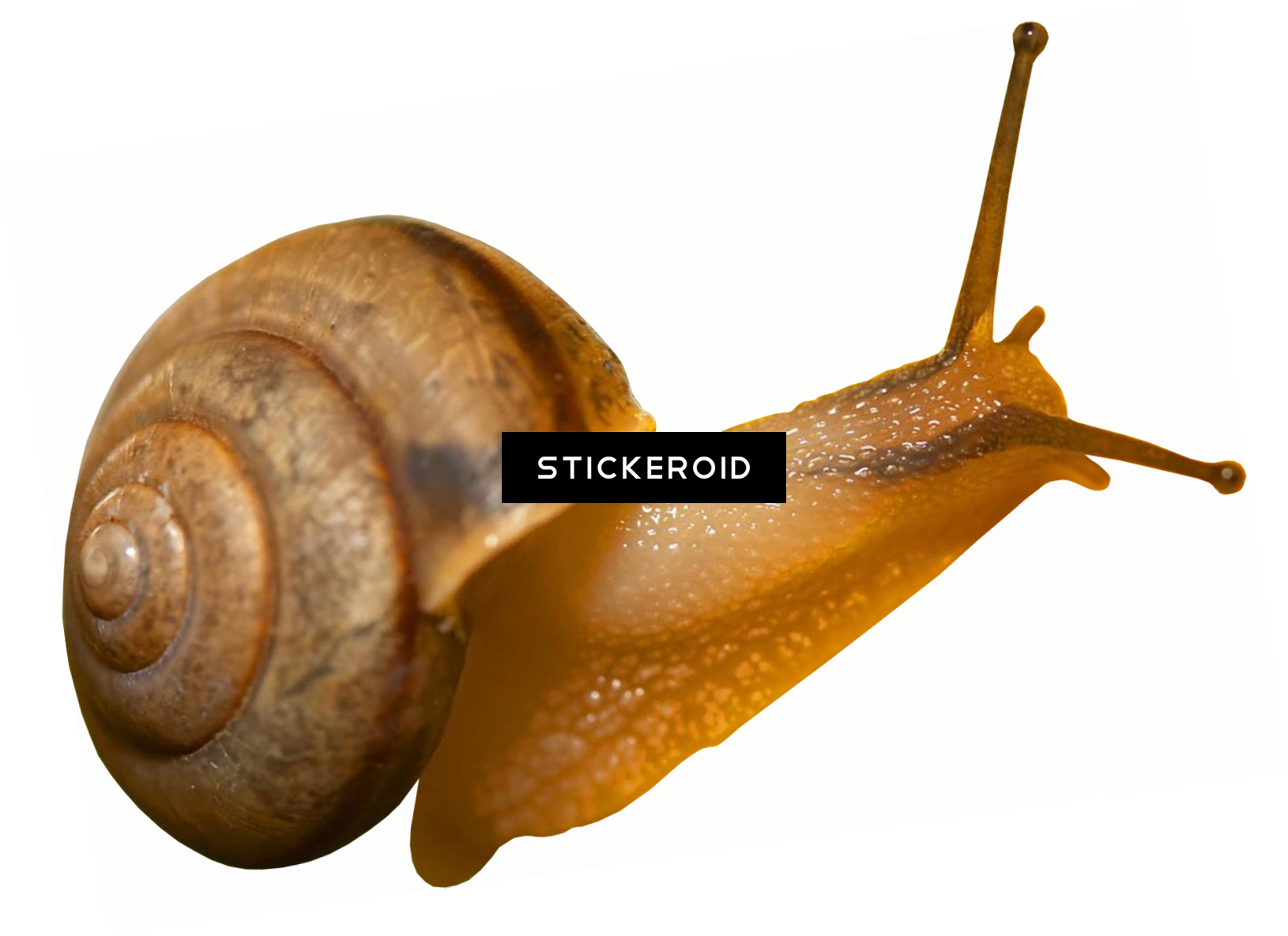Snails Улитка - Marshall Electronics M-lynx-19 Lcd Monitor, 19" (1630x1185), Png Download