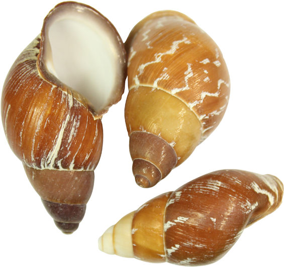 Land Snail Shell - Land Snail (733x1100), Png Download