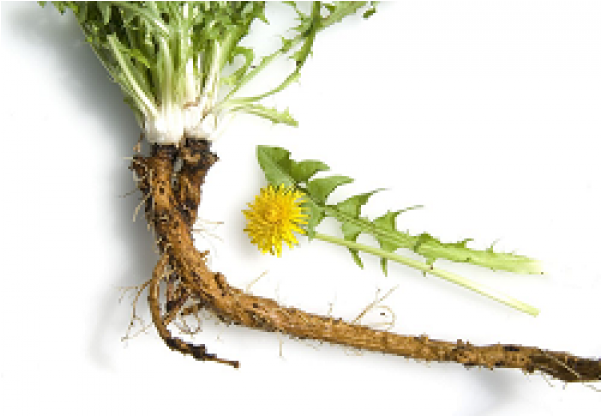 Dandelion Transparent Root Banner Transparent Library - Bild Löwenzahn Mit Wurzel (600x600), Png Download