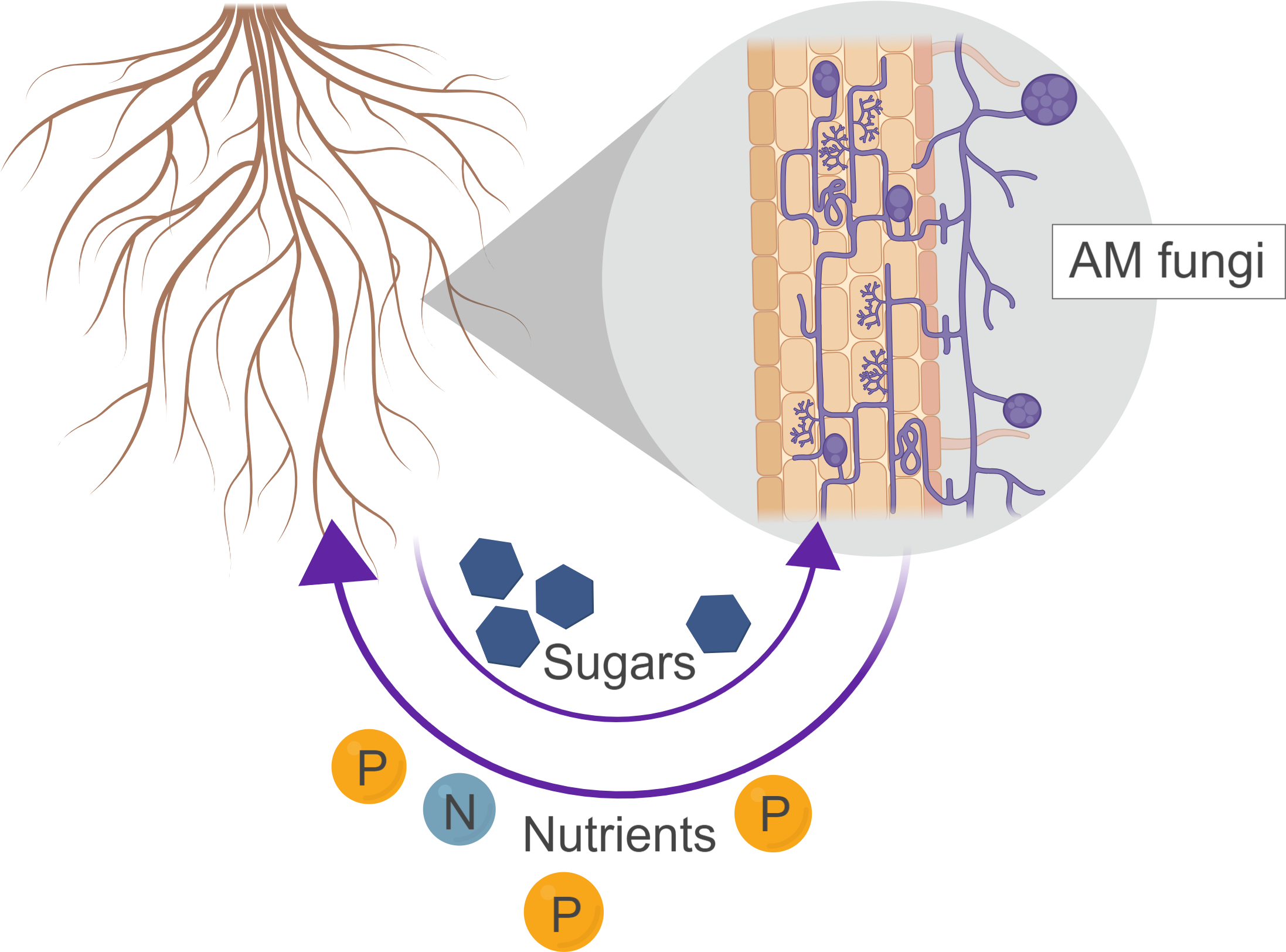 Fungi Associate With Plant Roots, Forming A Symbiotic - Soil (2233x1675), Png Download