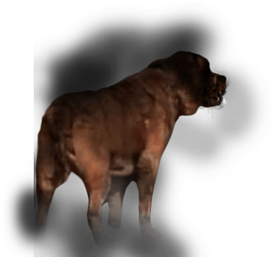 Ver Trailer - Boxer (1300x775), Png Download