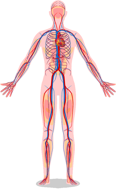 The Vascular System Contains Vessels That Transmit (595x842), Png Download
