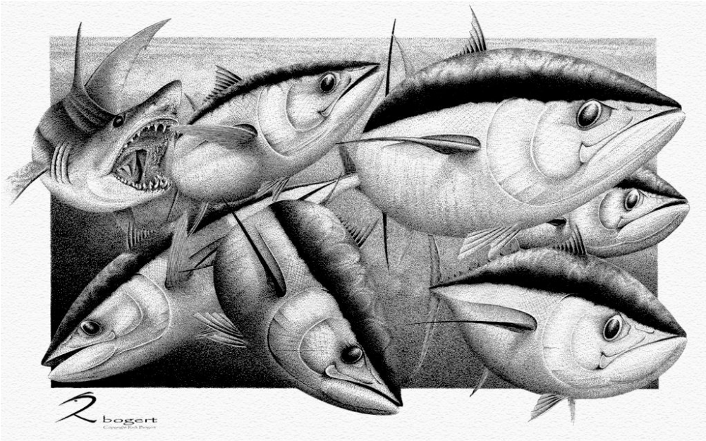 Marlin (1000x1000), Png Download