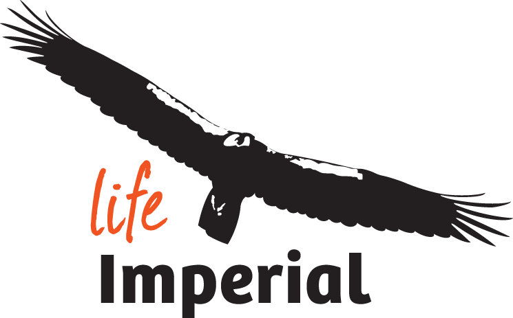 Creation Of The Project's Logo - Life Imperial (745x463), Png Download