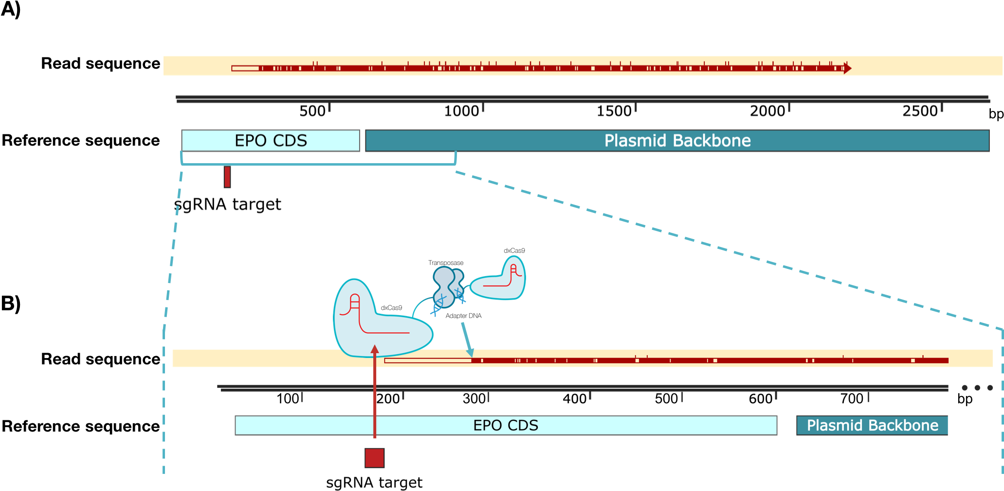 Picture Of Timeline Of The Relevance Of Gene Doping - Diagram (2148x1063), Png Download
