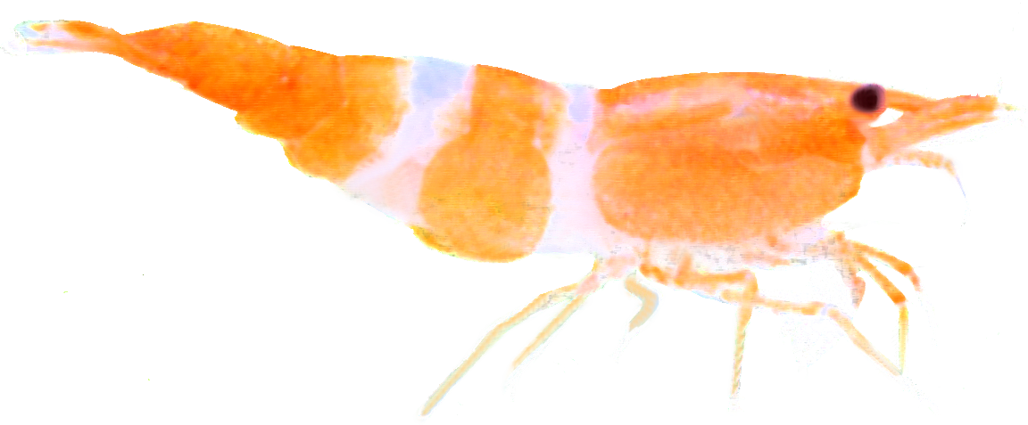 Logo Base Pastel - Insect (1152x477), Png Download