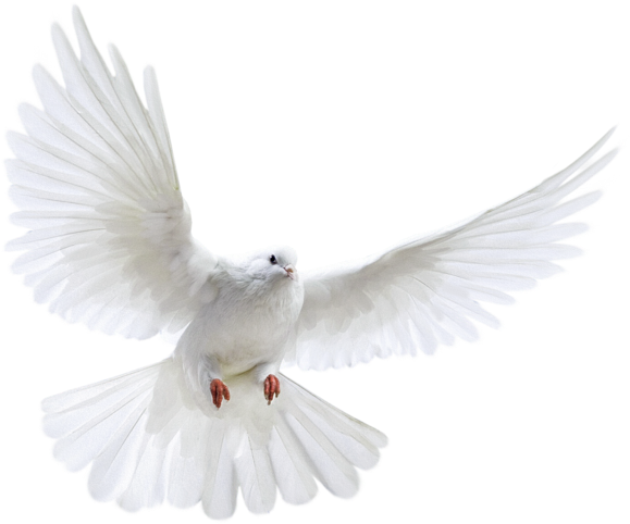 White Flying Pigeon Png Image, Download Png Image With - Forty Days Of Fasting & Prayer [book] (800x711), Png Download