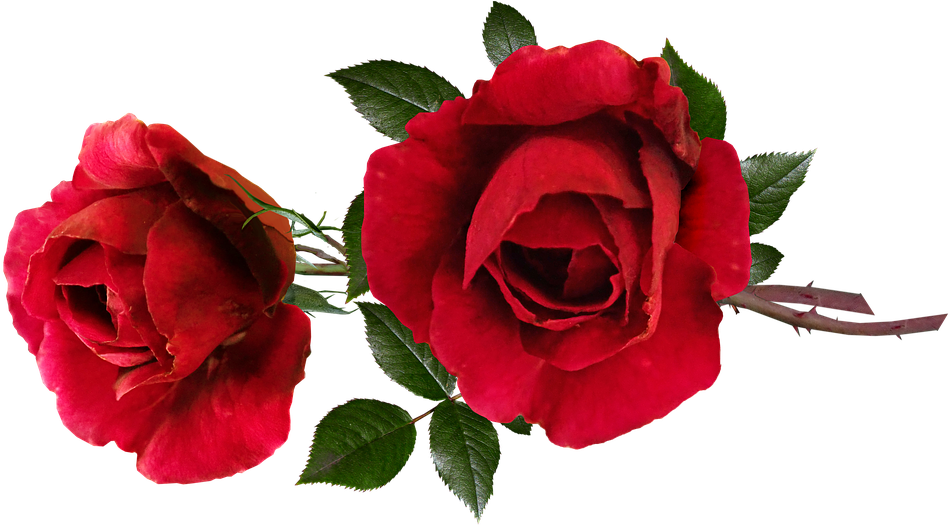 Roses, Red, Perfume, Romantic, Flowers, Garden Nature - Nosegay (960x532), Png Download