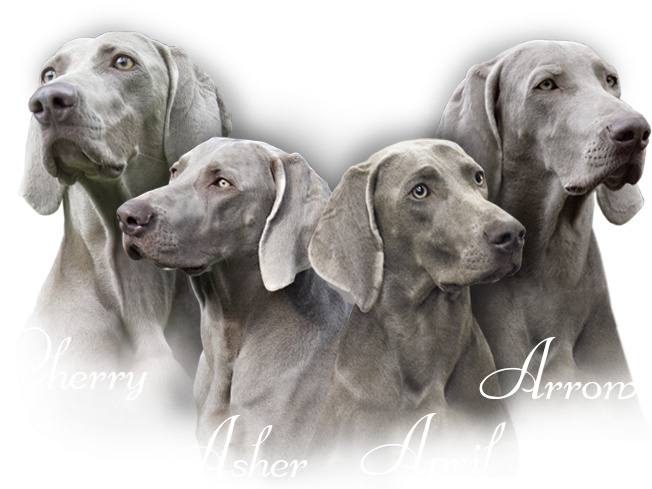 Our Weimaraners - Pointing Dog (655x500), Png Download
