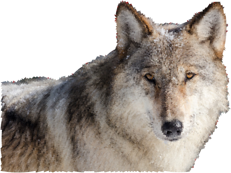 Low Poly Snow Wolf Ii - Yellowstone Wolves (786x590), Png Download