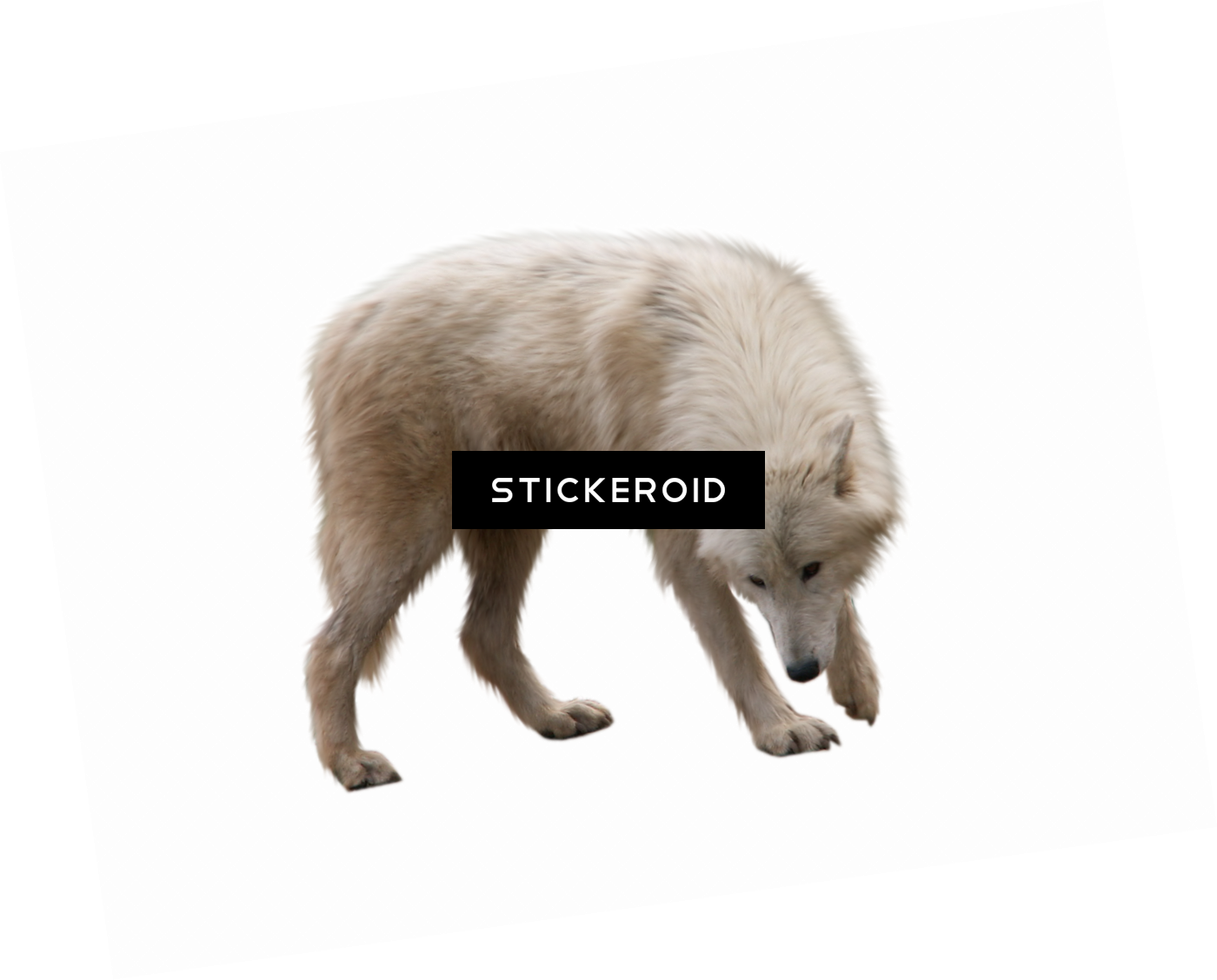 Wolf - Portable Network Graphics (1400x1128), Png Download