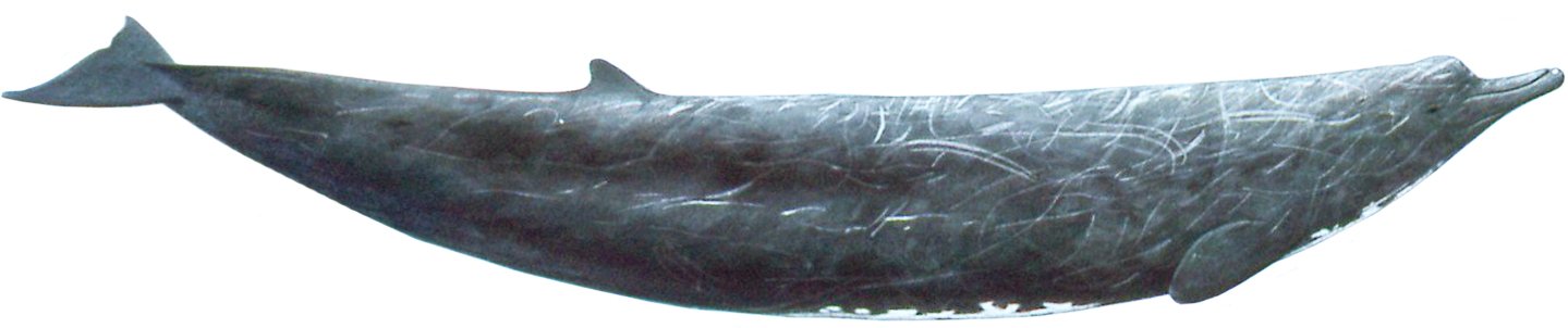 Baird's Beaked Whale - Spinner Dolphin (1484x317), Png Download
