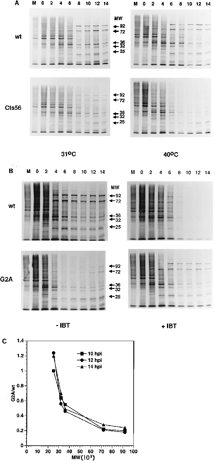 Protein Synthesis In Wt And G2r Mutant Infected Cells - Architecture (703x1503), Png Download