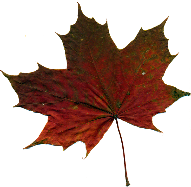 Feuille, Feuille Du0027automne, Feuilles Rouges, Nature - Autumn Sheet Png (735x720), Png Download