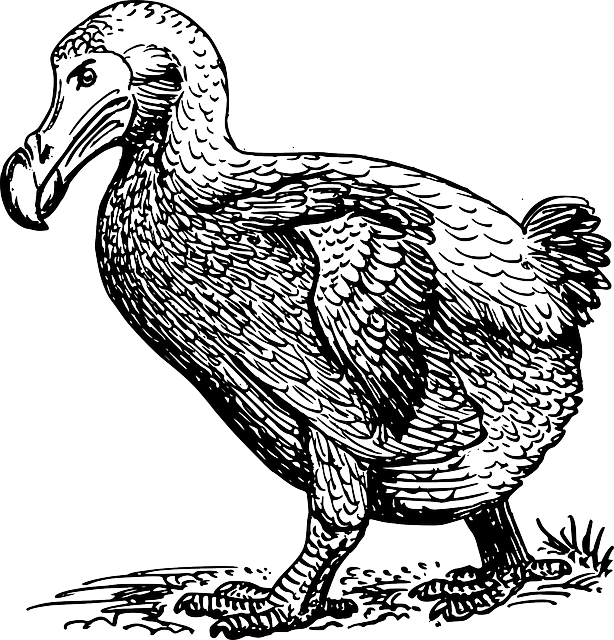 Dodo Walking - Drawing Of Dodo Bird (614x640), Png Download