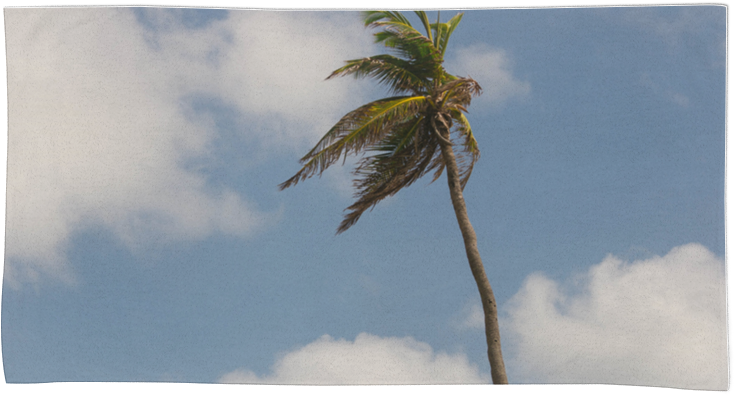 Toalha Palmeira De Julia Barbosana - Attalea Speciosa (800x800), Png Download